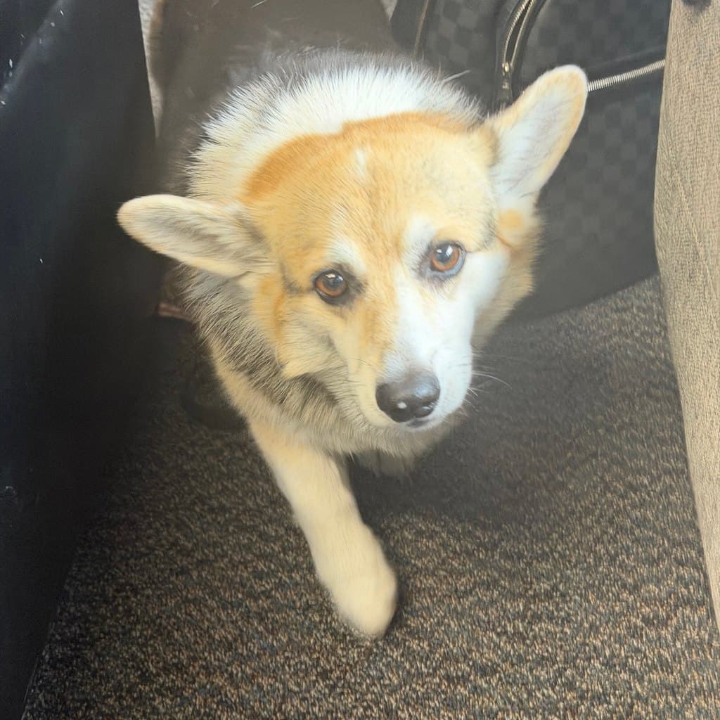 A phone photograph of a Welsh Corgi