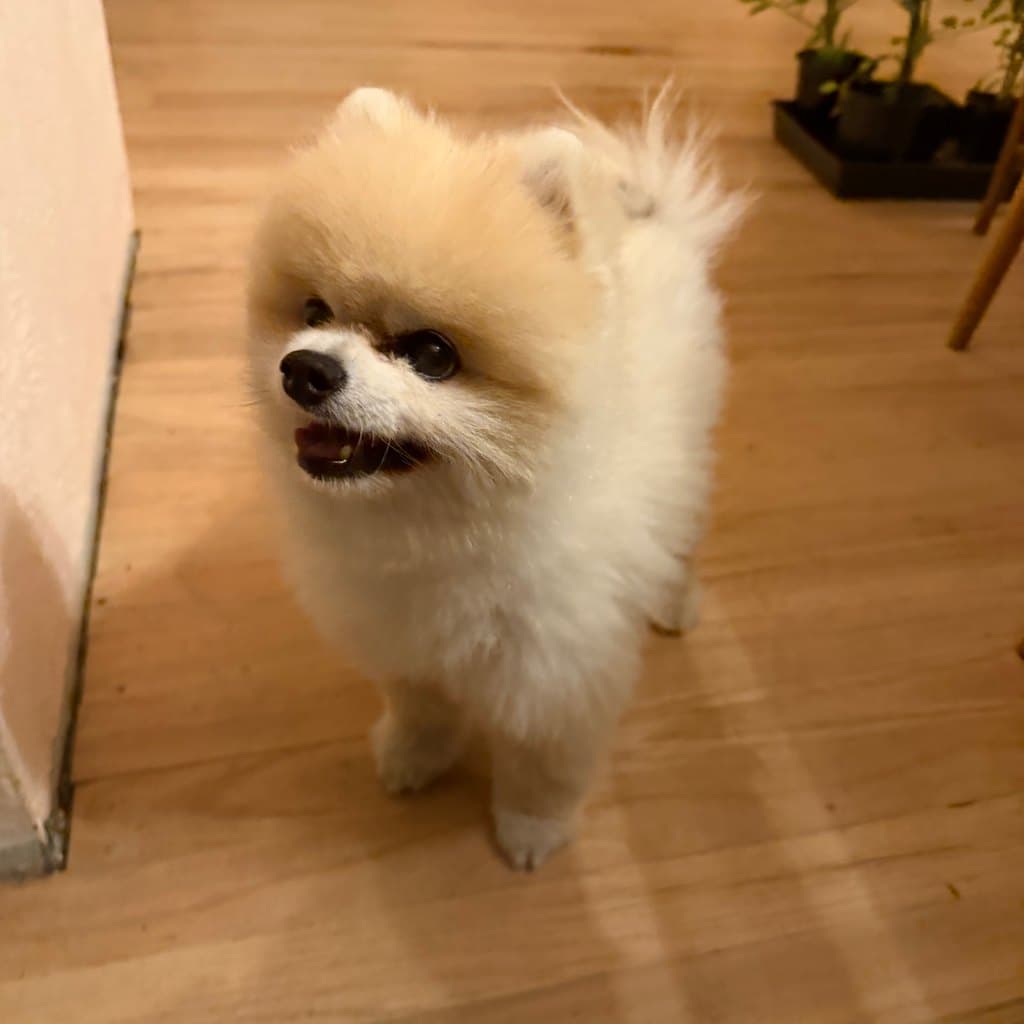 A phone photograph of a cream Pomeranian