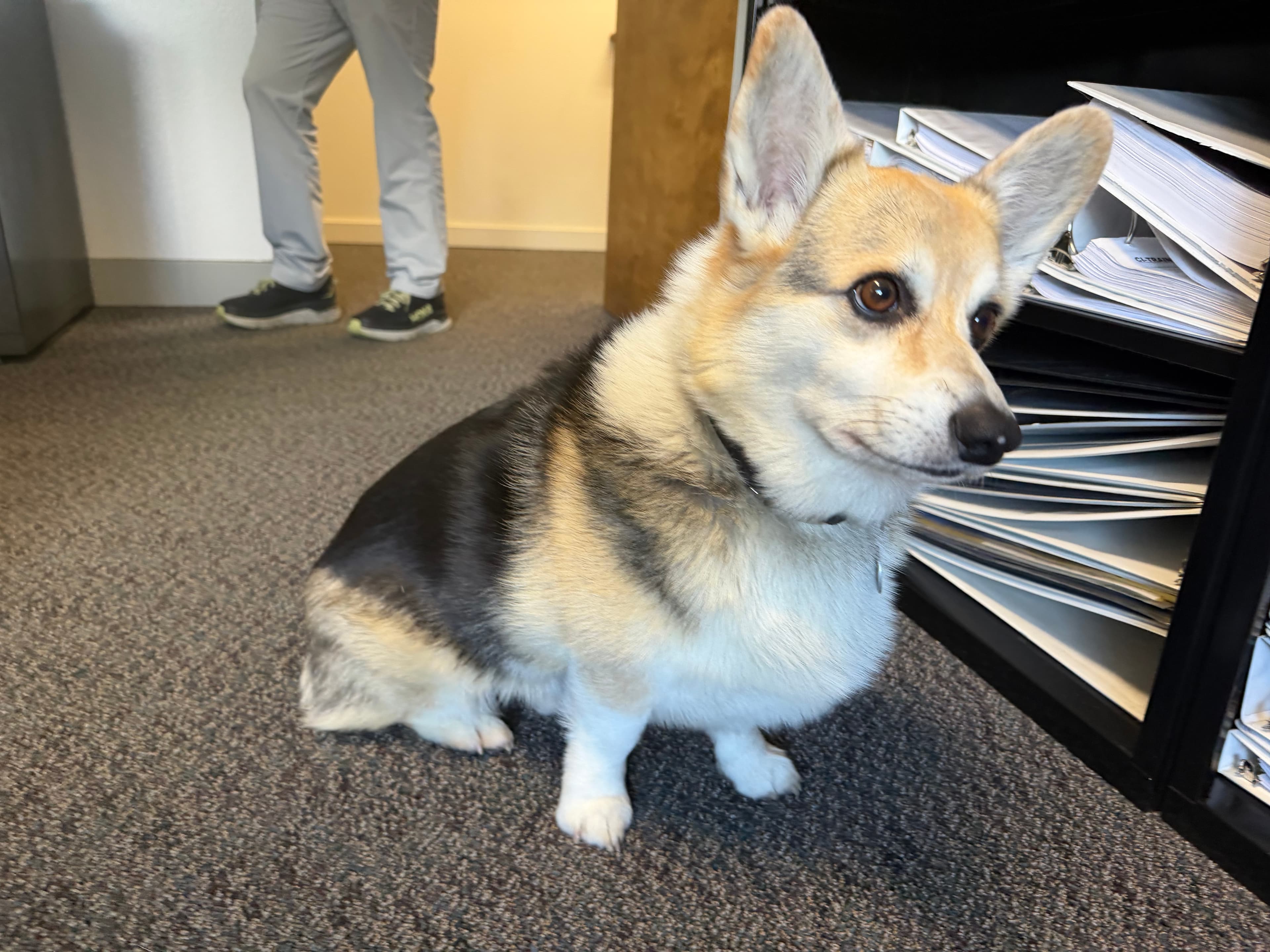 The original uploaded photo of a dog named Stump